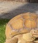Smart Tortoise Reads Sign