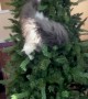 Grey Squirrel Cat Climbs Artificial Tree