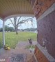 Dog Boops Neighbor's Doorbell