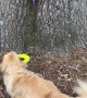 Timid Golden Rescues Frisbee From Witch's Clutches