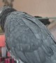 African Grey Imitates Cough