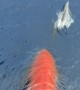 Dolphins Swim in Front of Ship's Bow