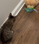 Golden Retriever Puppy Wants Kitty to Play