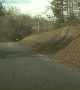 Tree Falls Right in Front of Car
