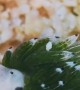 A Close-Up Look at a Tiny Sea Slug