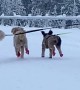 Dogs Take Woman Skiing