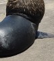 Sea Lions Stroll By