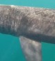 Underwater Encounter With a Basking Shark