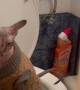 Owner Catches Sphinx Cat Using the Toilet