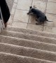 This Puppy Is Still Getting Used to Stairs