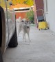 Hide and Seek Husky