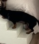 Teamwork Helps Dachshund Puppy Up Steps