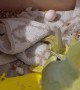 Indian Ringneck Parrots Are Going to Be Parents