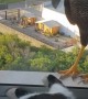 Crested Caracaras Can't Reach Chill Cat