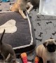 Pug Puppies And Kittens Play Together