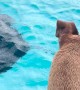 Dog Swims With Manta Rays