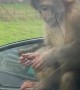 Baby Monkey Climbs on Car at Drive-Thru Safari Park
