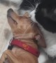 A Cozy Moment Between A Cat And A Dog
