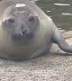 Neil The Seal Waddles Into Naptime