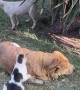 Blind Refuge Dog Massaged By Cat