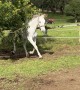 Horse Pretends Slip Didn't Happen