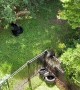 Bear Cubs Climb Fences to Nurse With Mom