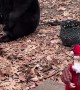 Bears Meet Dancing Santa