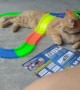 Kitty Becomes Obstacle on Toy Car Track