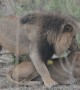 Mating Lions in Moremi Game Reserve, Botswana