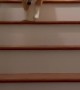 Corgi Hops Down Stairs
