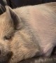 Big Piggy Takes a Nap on the Couch