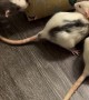 Rats Unwrap Christmas Gifts