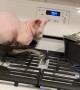 Sphinx Cat Wants to Help With Dinner