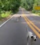 Dogs Run With Cyclist