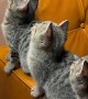 Adorable Trio of Kittens Transfixed by Fly