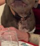 Staffordshire Bull Terrier Enthusiastically Recites Reindeer Names