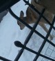 Police Rescue Deer Stuck Behind Bars