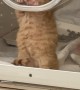 Tiny Kitten Does Air Biscuits at the Vet