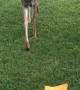 Man Shares Cheez-It With Deer