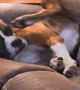 Boxer Contorts to Scratch Itchy Ear