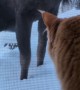 House Cat Watches Moose in Backyard