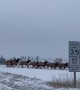 A Migrating Herd Of Elk