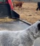 Blue Heeler Pup Barks at Cattle