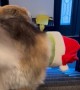 Problem Solving Puppy Gets Pickle Plush Upstairs