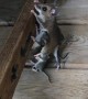 Mama Mouse and Babies Look for a Home