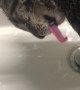 Kitten Drinks Water Weird