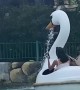 Swan Boat Makes An Unexpected Detour to Waterfall