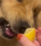 Golden Has Love-Hate Relationships With Lemon