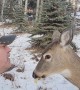 Man Shares Apple With Deer Friend
