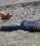 Cat Plays With Friendly Squirrels